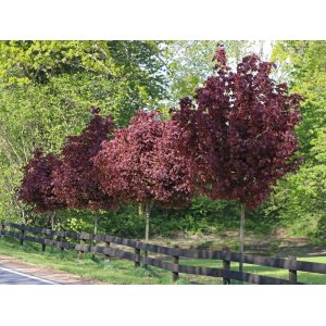 Javor mliečny (Acer platanoides) ´CRIMSON SENTRY´ - výška 300-350 cm, obvod kmeňa 6/8 cm, kont. C18L 